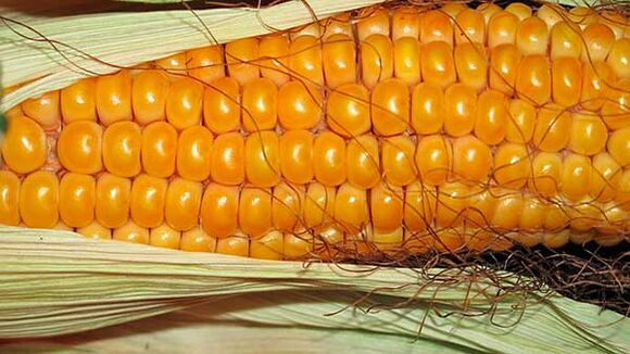 Mit nem szabad enni a keto diéta alatt